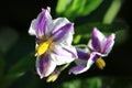 Flowers of Solanum muricatum