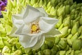 Flowers sold to be used as offerings in front of the Temple of the Tooth Relic in Kandy, Sri Lanka Royalty Free Stock Photo