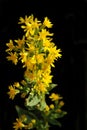 Flowers - Solidago, Goldenrod mountain Uzbekistan