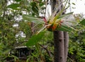 Flowers of Sonneratia alba.