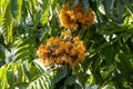 Flowers of a sorrowless tree, Saraca declinata Royalty Free Stock Photo