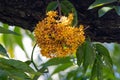 Flowers of a sorrowless tree, Saraca declinata Royalty Free Stock Photo