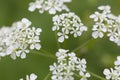 Flowers in Souillac