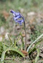 Flowers of Spanish bluebell, Hyacinthoides hispanica