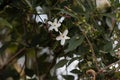 Flowers of Spanish jasmine Jasminum grandiflorum