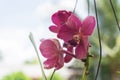 He flowers of Spathoglottis plicata Blume