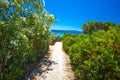 Flowers on Spiaggia delle Bombarde beach near Alghero, Sardinia, Italy