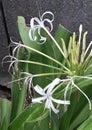 Lovely white flowers and strap-shaped leaves of spider lily plant