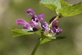 Flowers of the spotted dead-nettle