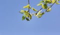 Flowers of spring alder on a sunny day. Copy space