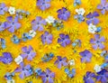 Flowers spring background Royalty Free Stock Photo