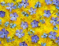 Flowers spring background Royalty Free Stock Photo