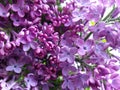 Flowers spring blossoming lilac closeup Royalty Free Stock Photo