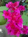 Flowers in spring. Bougainvillea Bambino Baby Allison flowers