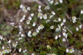 Flowers of spring draba Draba verna