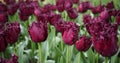 Flowers of spring - a field of dark purple tulips Tulipa