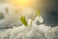 Flowers spring first white snowdrops in the fallen snow. Royalty Free Stock Photo