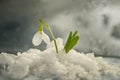 Flowers spring first white snowdrops in the fallen snow. Royalty Free Stock Photo