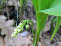 Flowers spring lily of the valley on a decorative flower bed in the garden Royalty Free Stock Photo