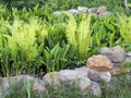 Flowers spring lily of the valley on a decorative flower bed in the garden Royalty Free Stock Photo