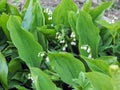 Flowers spring lily of the valley on a decorative flower bed in the garden Royalty Free Stock Photo