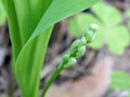 Flowers spring lily of the valley on a decorative flower bed in the garden Royalty Free Stock Photo
