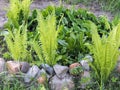 Flowers spring lily of the valley on a decorative flower bed in the garden Royalty Free Stock Photo