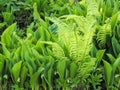 Flowers spring lily of the valley on a decorative flower bed in the garden Royalty Free Stock Photo