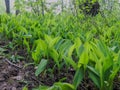 Flowers spring lily of the valley on a decorative flower bed in the garden Royalty Free Stock Photo