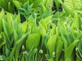 Flowers spring lily of the valley on a decorative flower bed in the garden Royalty Free Stock Photo