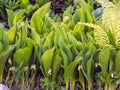 Flowers spring lily of the valley on a decorative flower bed in the garden Royalty Free Stock Photo