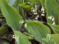 Flowers spring lily of the valley on a decorative flower bed in the garden Royalty Free Stock Photo