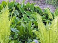 Flowers spring lily of the valley on a decorative flower bed in the garden Royalty Free Stock Photo