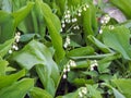 Flowers spring lily of the valley on a decorative flower bed in the garden Royalty Free Stock Photo