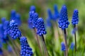 Flowers of spring. Muscari close-up, blue, purple flowers.