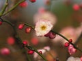 Flowers in spring series: plum blossoming in spring, it is the only remaining last winter flower, is the earliest blooming flower