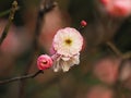 Flowers in spring series: plum blossoming in spring, it is the only remaining last winter flower, is the earliest blooming flower