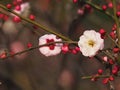 Flowers in spring series: plum blossoming in spring, it is the only remaining last winter flower, is the earliest blooming flower