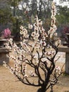 Flowers in spring series: white plum ( Bai mei in Chinese) bloss Royalty Free Stock Photo