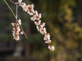 Flowers in spring series: white plum ( Bai mei in Chinese) bloss Royalty Free Stock Photo