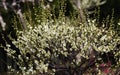 Flowers in spring series: white plum ( Bai mei in Chinese) bloss Royalty Free Stock Photo