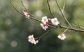 Flowers in spring series: white plum ( Bai mei in Chinese) bloss Royalty Free Stock Photo