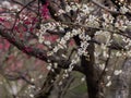 Flowers in spring series: white plum ( Bai mei in Chinese) bloss Royalty Free Stock Photo