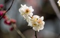 Flowers in spring series: white plum ( Bai mei in Chinese) bloss Royalty Free Stock Photo