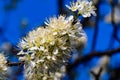 Omaha Nebraska flower flowers. Flowers of spring, Spring blossom, Prunus, white flowers from shrubs trees. Royalty Free Stock Photo