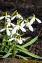 Flowers spring snowdrops white