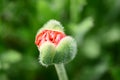 Flowers spring in time buds and in bloom Royalty Free Stock Photo