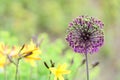 Flowers spring in time buds and in bloom Royalty Free Stock Photo