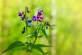 Flowers of spring vetchling, or spring vetch Lathyrus vernus Royalty Free Stock Photo