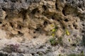 Flowers sprouting in a stone with holes on a sunny summer day